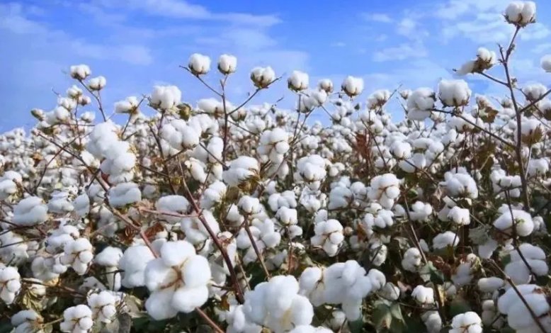 新疆棉禁令