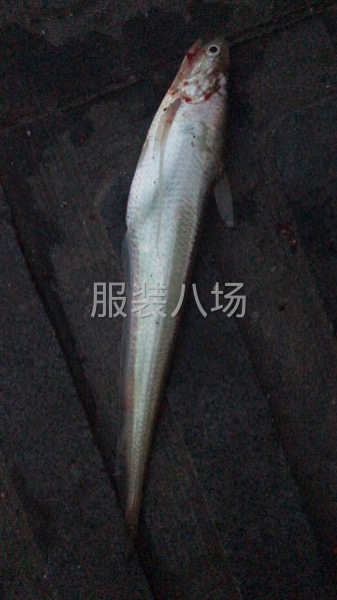 專業找樣  代發貨 采購-第208張圖片