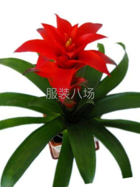 临时大烫，女装，男装-第1张图片