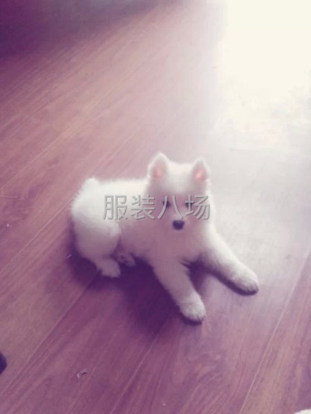 专做女裤，可定制，贴牌-第1张图片