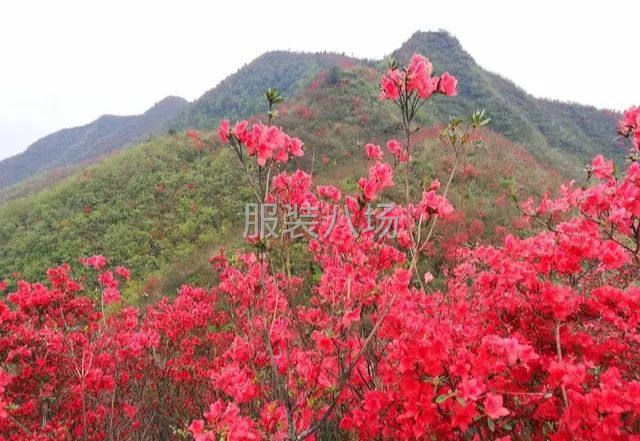 尋找天貓，淘寶，拼多多網單客戶長期合作！-第1張圖片