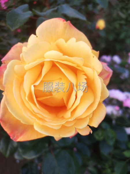 承接印花订单-第1张图片