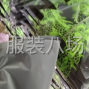 廣州市區 - 海珠赤沙 針梭織加工廠需求穩定...