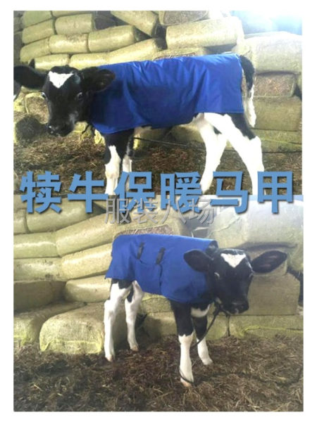 采购牛犊衣服-第1张图片