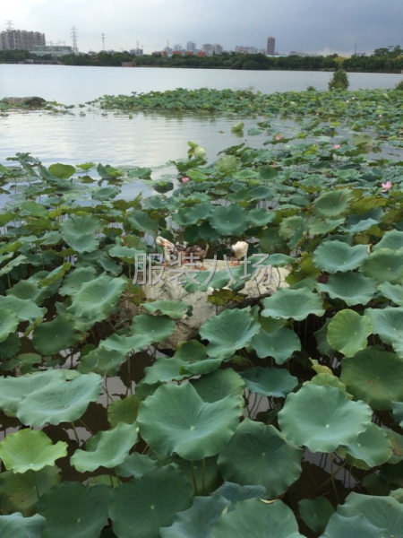 裁床零工，也可以包厂，随叫随到！-第2张图片