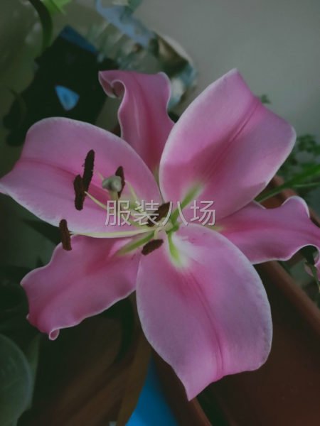 承接各种梭织样品梭织小单，针织小单，风衣，衬衣，裤子，羽绒服-第1张图片