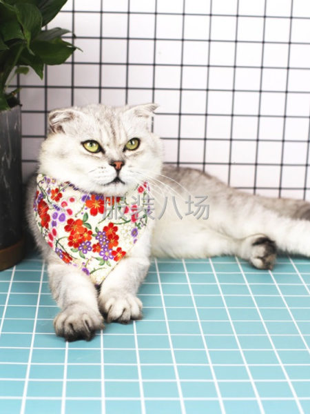 批发5万件-第5张图片