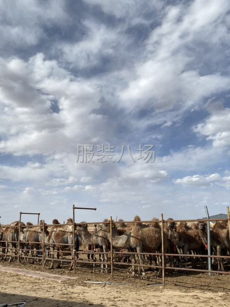 15-17微米骆驼绒（量极其大），欢迎定制高货老板询价-第4张图片