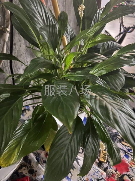 中大鹭江加工厂诚寻客户-第1张图片