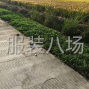 苏州 - 常熟市 - 虞山镇 - 有胆布和针织类外发的衣服联系