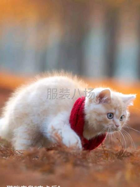 女装，市场，公司单，-第1张图片