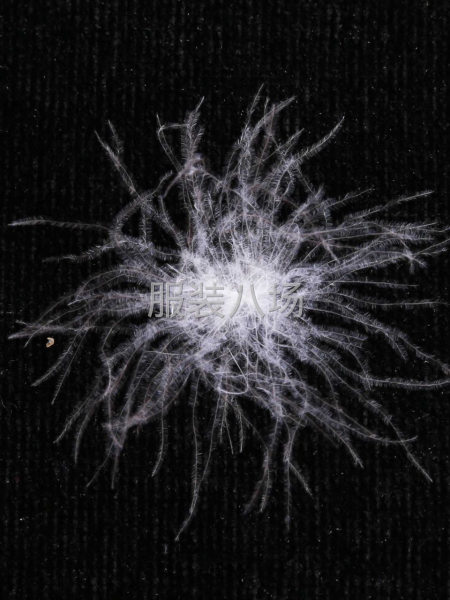 特價出售100公斤90新標白鵝絨-第5張圖片