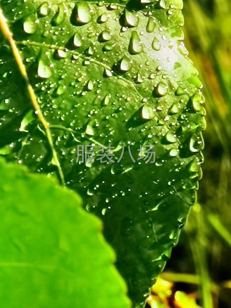 凝聚力服装团队-第1张图片