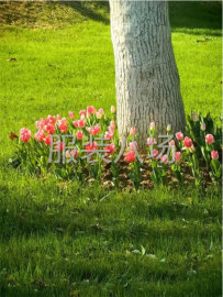 undefined - 价格公道，出货快，质量优 - 图1