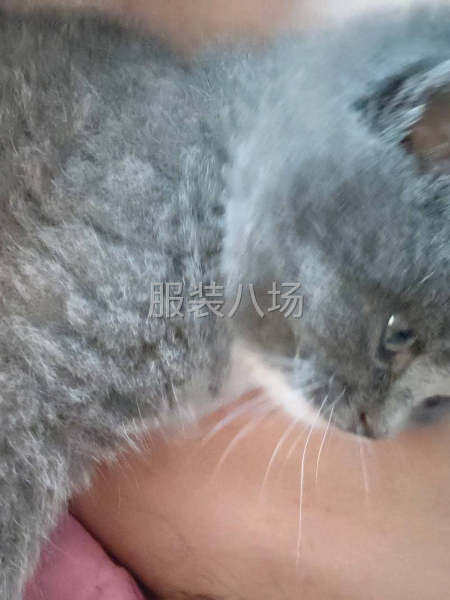 本厂承接订单，抖音，新湖国风，男装，，四号桥，下单的老总联系-第1张图片