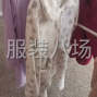 亳州 - 利辛 - 城关 - 承接各类服装加工