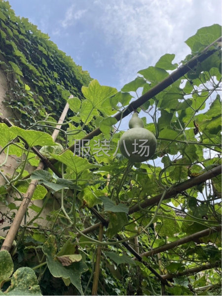 即墨外貿服裝工廠-第2張圖片