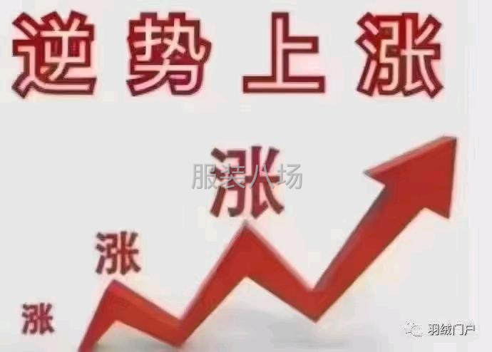 大量出售白鸭绒-第1张图片
