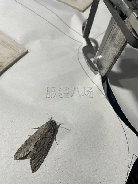 小裁房招工两名裁剪师傅-第2张图片