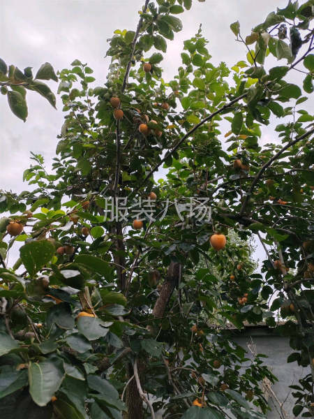 服装临时工团队找服装厂-第1张图片