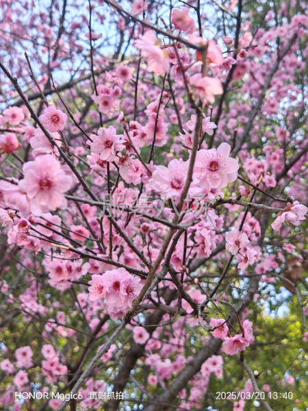 專業加工針織打底類衣服，做工。-第1張圖片