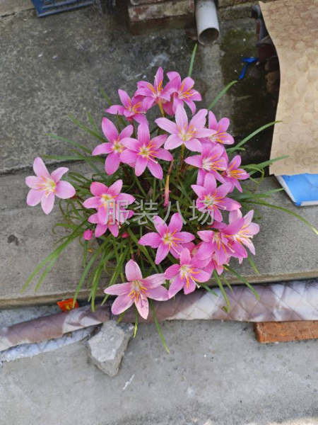 我廠整件計(jì)件 制度， 工價(jià)公開(kāi)透明-第3張圖片