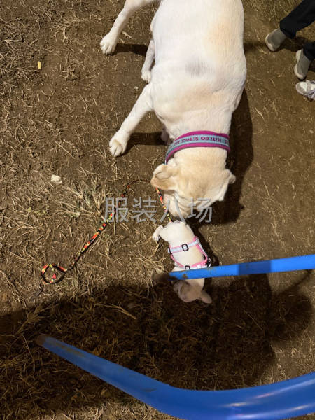 宠物用品的那个狗绳衣服定制需要找合作工厂做宠物的，长期有货-第2张图片