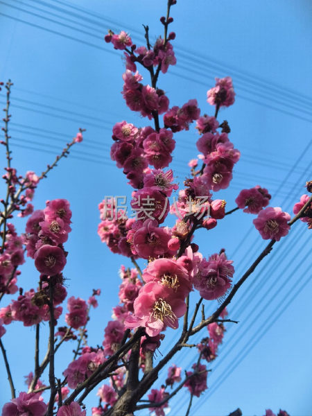 10-20人加工厂承接订单-第1张图片