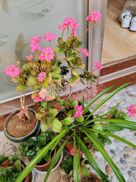 全国最大缝纫工精英团队，找服装厂-第1张图片