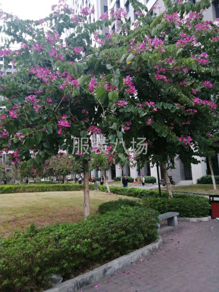 現在針織圓領衫，招打邊3名，平車4名-第1張圖片