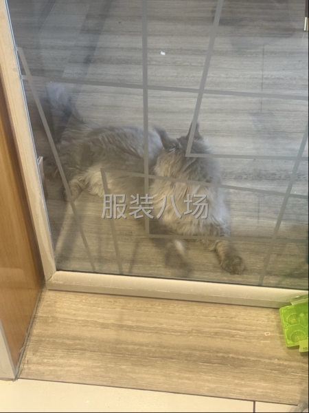 有经验的样衣工-第1张图片