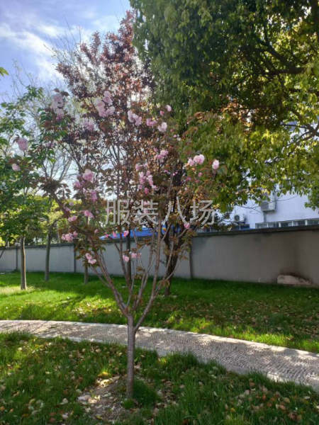 招聘熟練縫紉工50名-第4張圖片