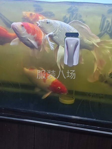 每月五号发工资，捣浆煳勿扰-第1张图片