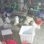 东莞 - 大朗镇 - 巷尾社区 - 直播，电商小单快反看图报价打版...